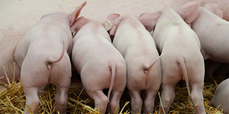 美国“猪老大”位置不保？中国建世界最大养猪场，年产210万头