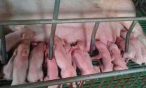 养猪要想赚钱，这8种母猪一定要淘汰！不能优柔寡断？