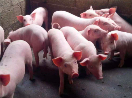 如何养好猪，做到这几点，轻松养殖多赚钱？