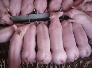 2021年6月2日全国各地(15至19公斤)仔猪今日价格行情走势