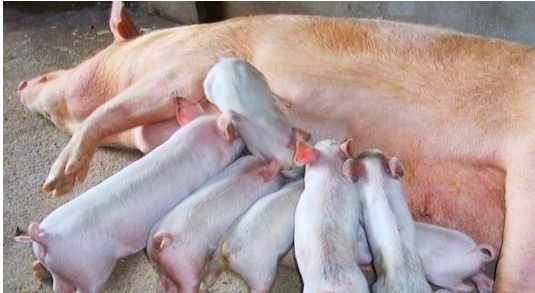 庆大霉素治疗多种猪病的巧用方法！