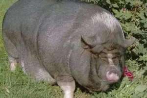 世界上最重的猪有多少斤，是什么品种的猪？