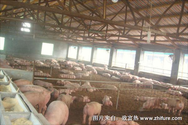 发酵床养猪技术方法