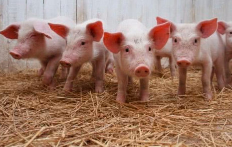 猪价超低时，养猪人如何不亏损或少亏损？