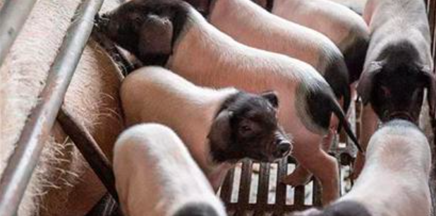猪的活动与睡眠规律 夏季猪有哪些昼夜行为
