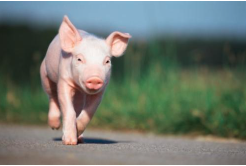 解决夏季母猪“饥而不饿”的营养招数
