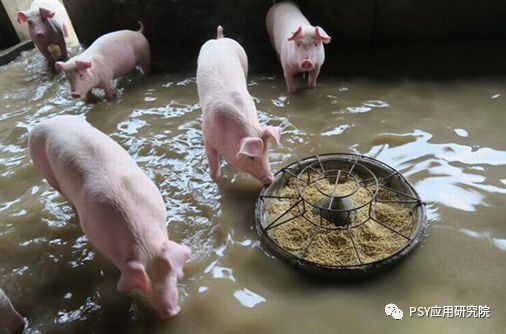 暴雨水灾过后，猪场一定要重点关注这4个方面工作？