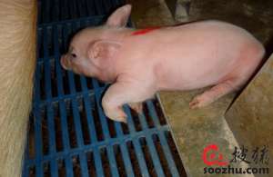 刚生下的小猪发抖是什么原因？