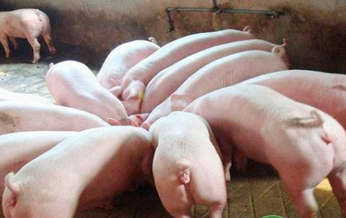 母猪繁殖过程中这5个阶段的繁殖疾病！