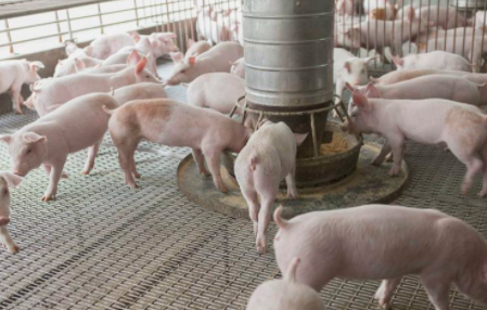 今年猪价持续下行态势下 养猪如何确保较高利润?
