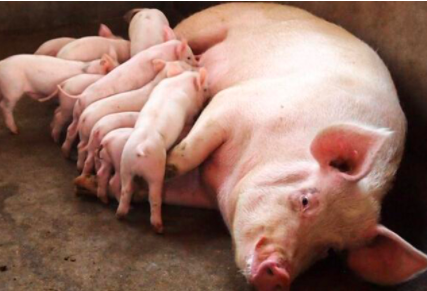 影响母猪繁殖率存在哪些问题？你肯定遇到过