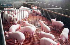 农村小规模养猪场产房管理的关键技术！