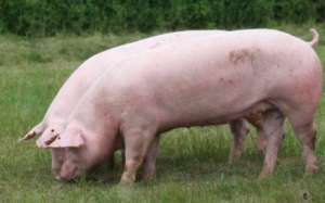 夏季常见猪病防治技术之猪链球菌病