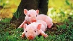 保育猪早期护理的饲料营养，你都清楚吗？