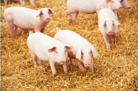 养猪长期使用抗菌药的危害