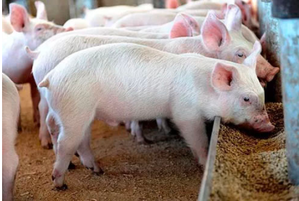 猪病治疗中兽药使用易遇的问题