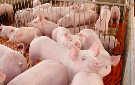 夏季高温下猪场安全生产的管理措施