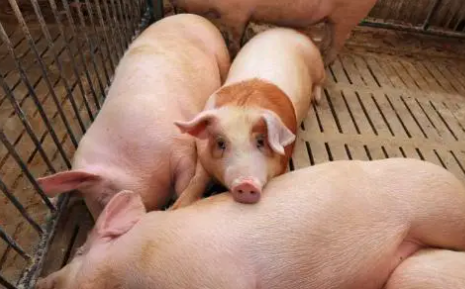 高温潮湿夏季猪群不起眼的肠胃炎，会引发大疫情！