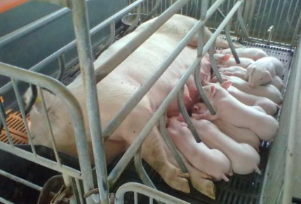 如何确保母猪安全分娩?