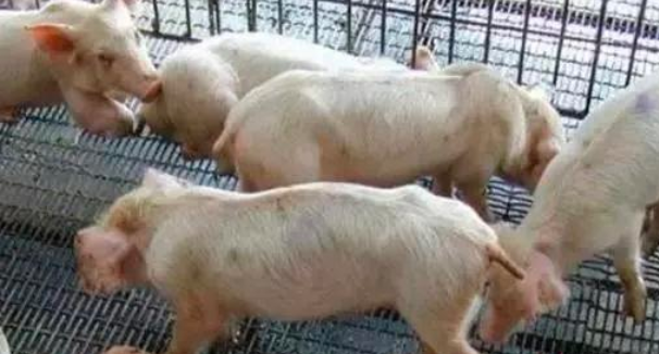 原来是这些原因导致猪光吃不长的吗？