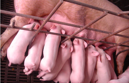 老农家的初产老母猪产死胎多，原因在哪？