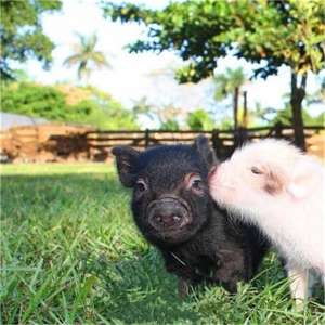 夏季猪中暑的快速急救办法