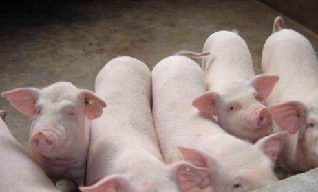 六种常见猪传染病症状及防治方法