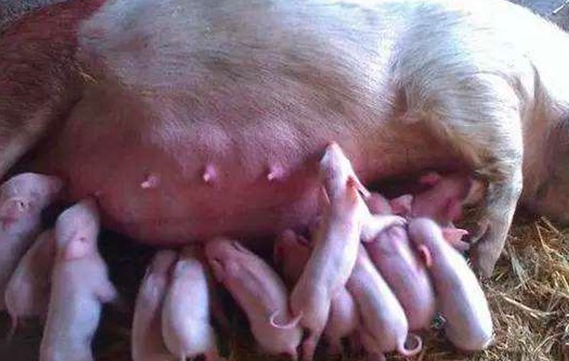 冬季怀孕母猪饲养管理