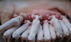 母猪在哺乳期能驱虫吗？