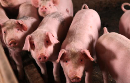 如何降低养猪的隐性成本？