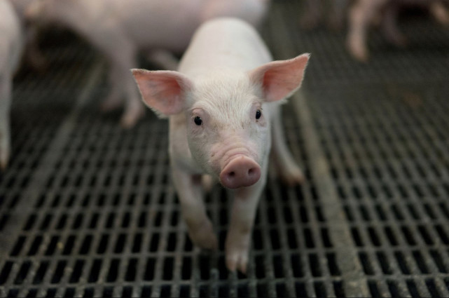 美国猪肉4元一斤，他们到底是怎么养猪的，为什么能这么便宜？
