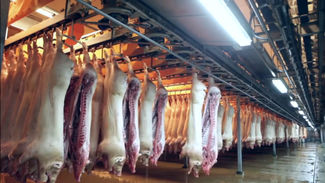 美国猪肉4元一斤，他们到底是怎么养猪的，为什么能这么便宜？