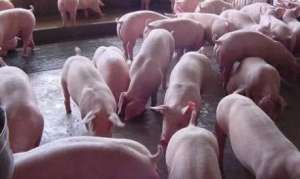 未来3年，将有60%的养猪人被淘汰？农村里的散养户该怎么办？