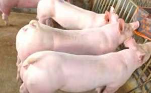 猪场大中小猪都适用的免疫方案！
