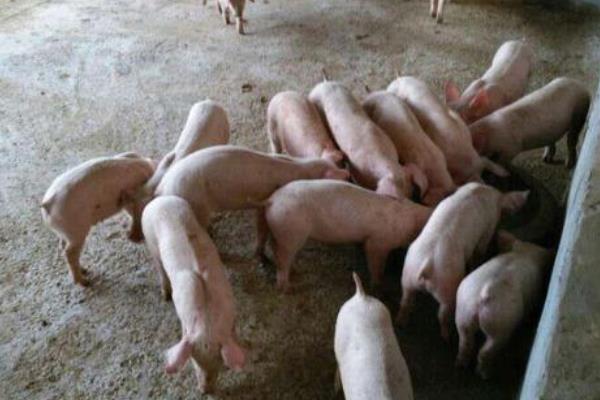 农民自配猪饲料配方，附各阶段详细配方