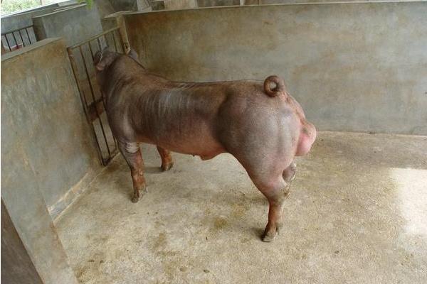 种公猪的饲养管理技术 种公猪的选择