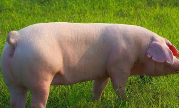 母猪品种哪个好 最好的母猪品种是什么