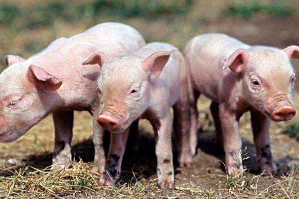 怎样防止仔猪生病 仔猪的疾病有哪些