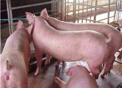 一般后备母猪体重达多少可以配种？
