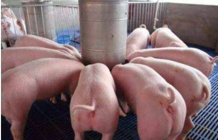 猪怎样喂饲料长得快？