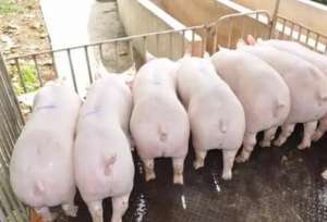 猪引种的消毒和隔离方案