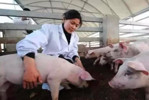 大户养猪应如何做好免疫接种？