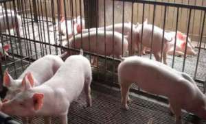 猪的科学饲养及防疫程序(一)