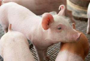 如何提高农村生猪疫病的免疫率与免疫效果？