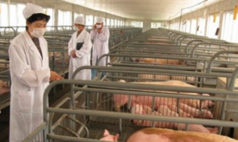 注意!猪呼吸道综合征病一旦闯入猪场,养猪人该怎么办?