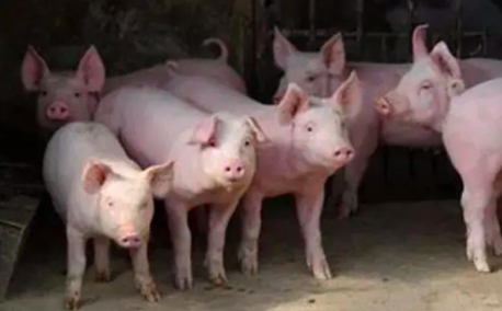 引起猪呕吐的寄生虫病原因有哪些？该怎么防控？