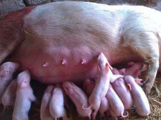 冬季怀孕母猪饲养管理技术要点