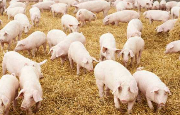 秋冬季猪群保健措施
