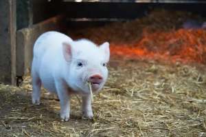 饲料配方调整，助力冬季猪场应对保温、通风难题！