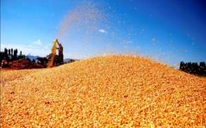 全球玉米市场动态：美国玉米近期需求良好，支持价格上涨！